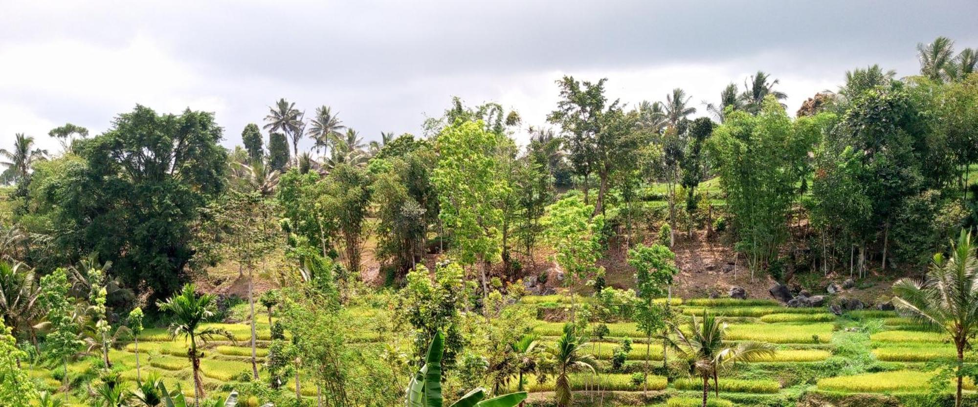 Asan Rinjani Homestay Tetebatu Luaran gambar