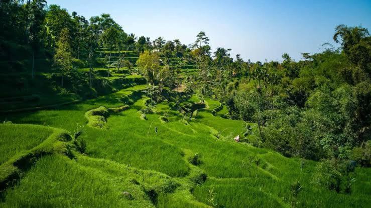 Asan Rinjani Homestay Tetebatu Luaran gambar